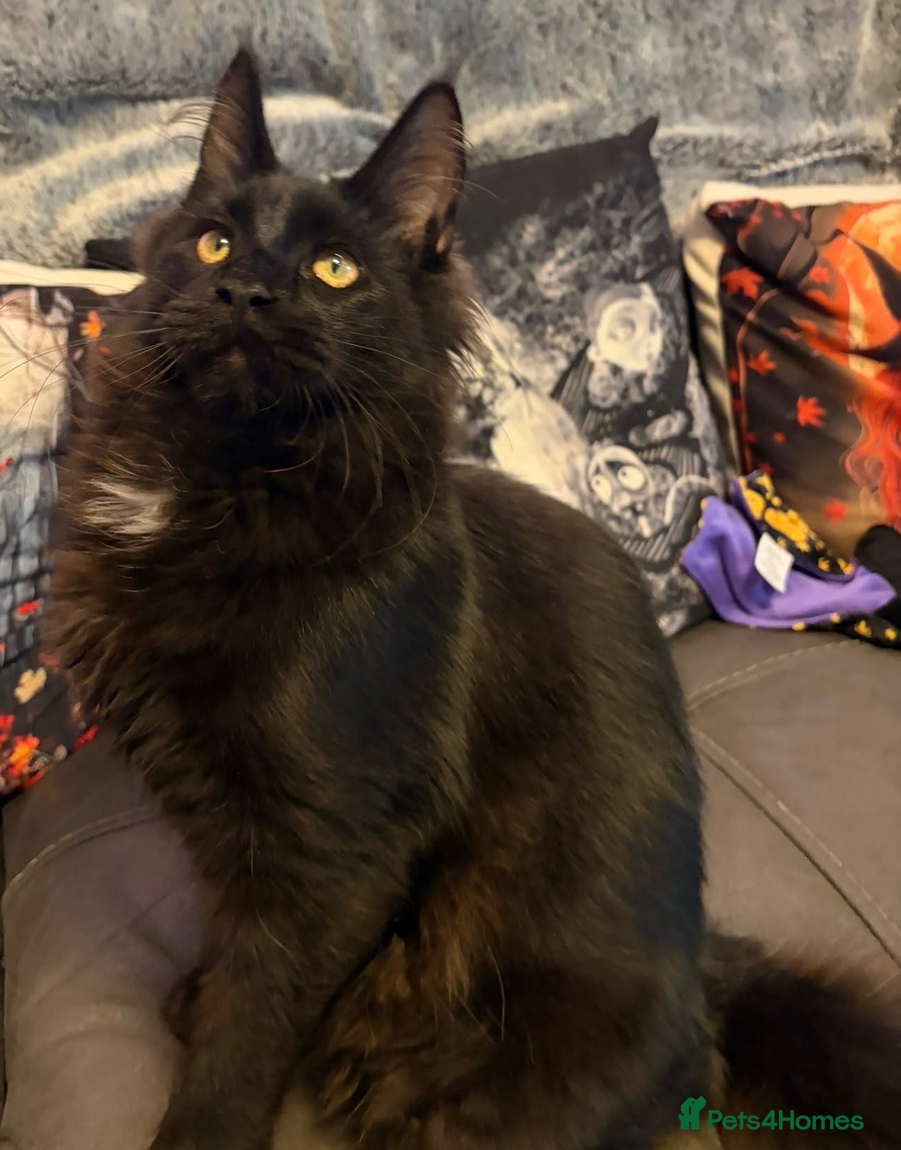 Maine Coon cats Reduced XL TICA Maine Coon Kitten active possible  - Advert 1