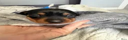 Miniature Dachshund dogs for sale: 6x miniature dachshund puppies - Advert 10