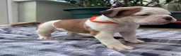 American Bulldog dogs for sale: Beautiful Johnson Type American Bulldog Puppies - Advert 15