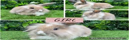 Mini Lop rabbits for sale: Adorable Mini lop & Mini loin lop babies 8 weeks - Advert 3