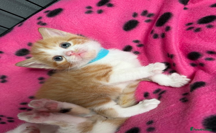 Domestic Shorthair cats - Advert 1