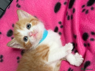 Domestic Shorthair cats - Advert 5