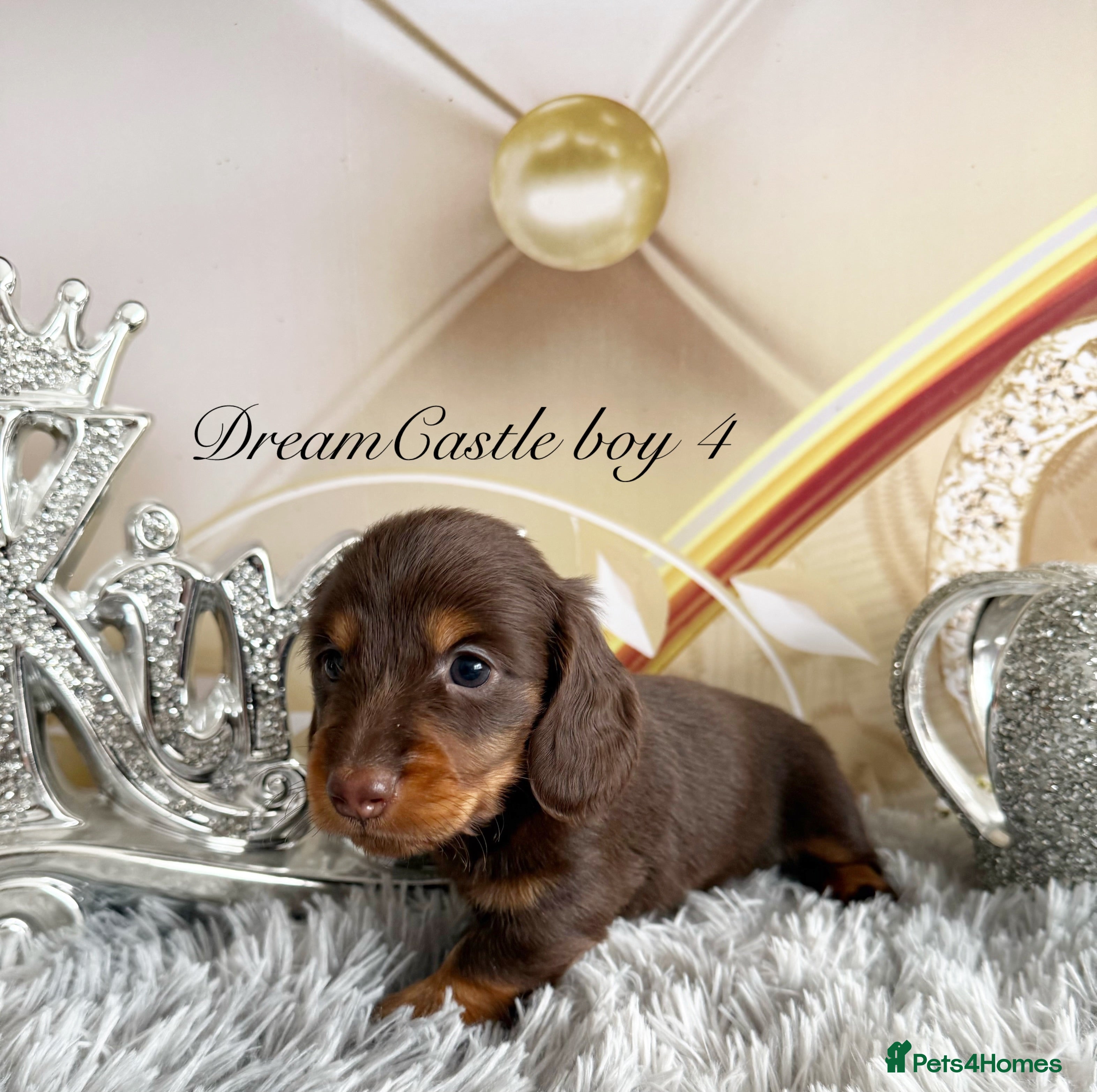 Miniature Dachshund dogs Adorable miniature datchund Kc reg boys available  - Advert 2