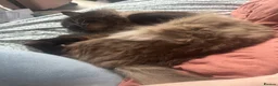 Ragdoll cats for sale: Stunning ragdoll male  - Advert 12