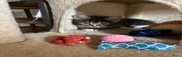 Mixed Breed cats for sale: 3 beautiful kittens for sale  - Advert 6