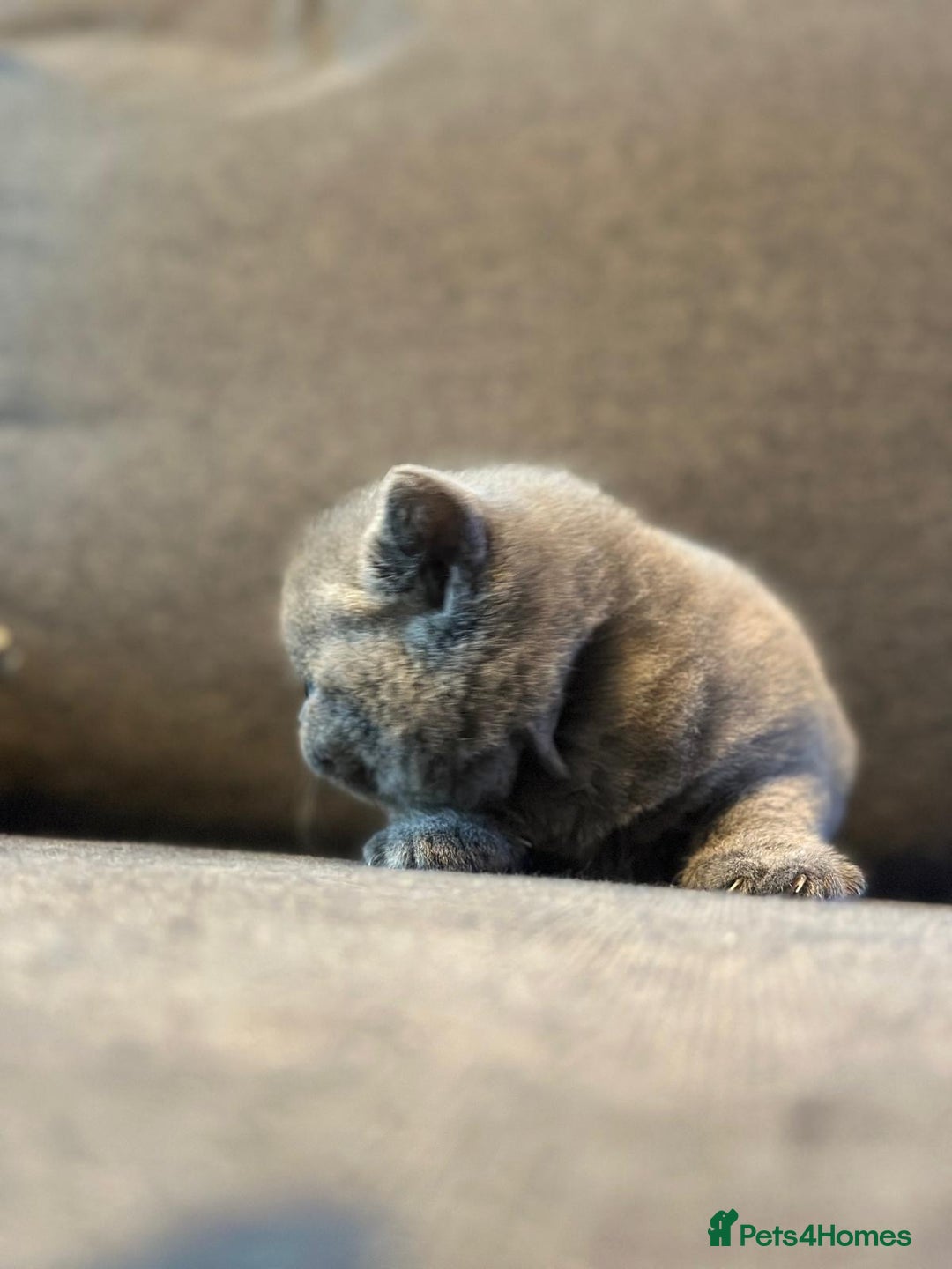 Brazilian Shorthair cats for sale: British Shorthair  - Image 4