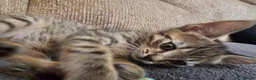 Mixed Breed cats for sale: Adorable Grey kittens for sale  - Advert 37