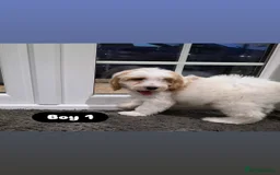 Cockapoo dogs for sale: Adorable Cockapoo pups 🦴🐾 - Image 3