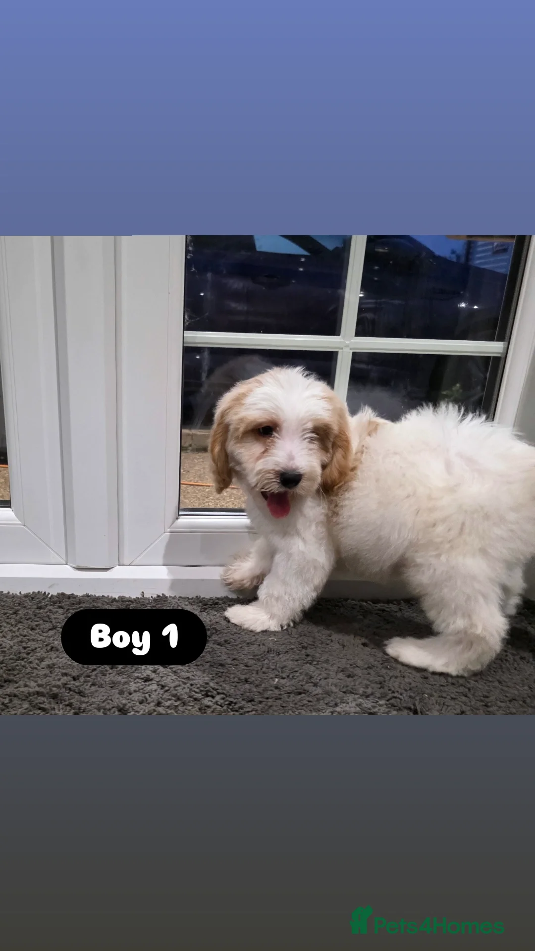 Cockapoo dogs for sale: Adorable Cockapoo pups 🦴🐾 - Image 3