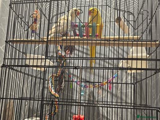 Ringnecks birds Male ringneck - Advert 5