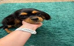 Cavalier King Charles Spaniel dogs for sale: Cavalier King Charles pups  - Image 11