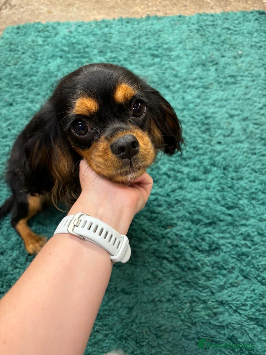 Cavalier King Charles Spaniel dogs for sale: Cavalier King Charles pups  - Image 11