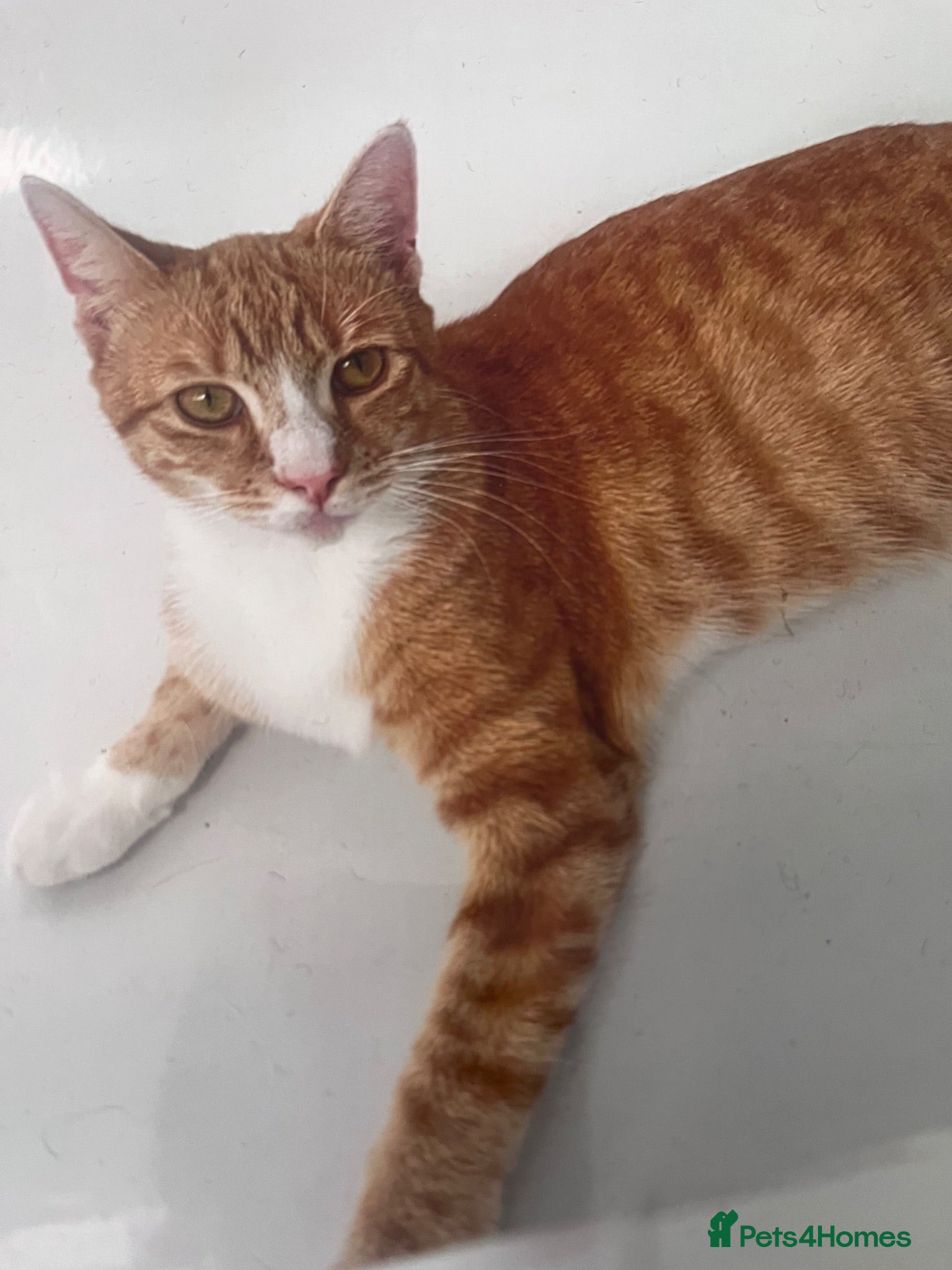 British Shorthair cats Four Ginger Babies looking for Homes - Advert 8