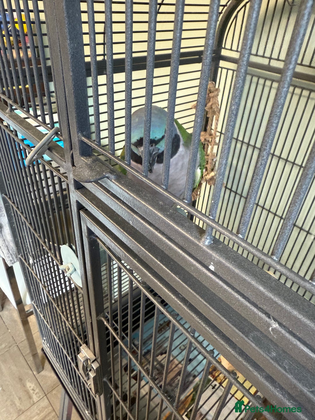 Parakeets birds for sale: Derbyan parrot with cage  - Image 2
