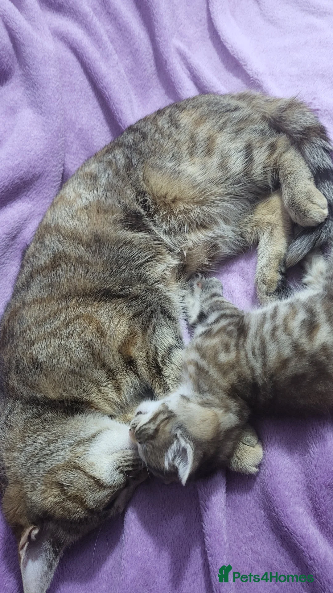 Domestic Shorthair cats for sale: Adorable precious kitten🤍 in Birmingham - Advert 2