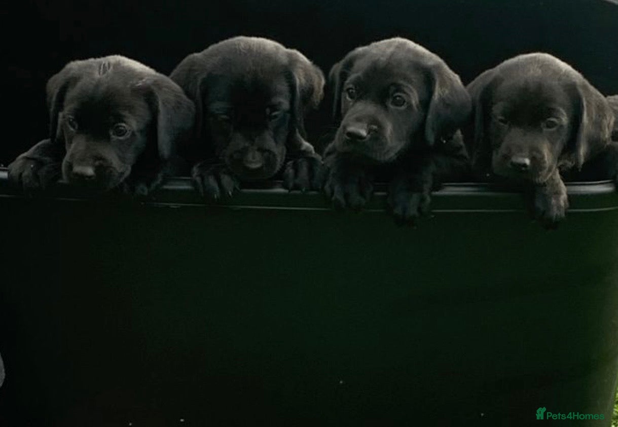 Labrador Retriever dogs Royal Kennel club registered puppies - Advert 4