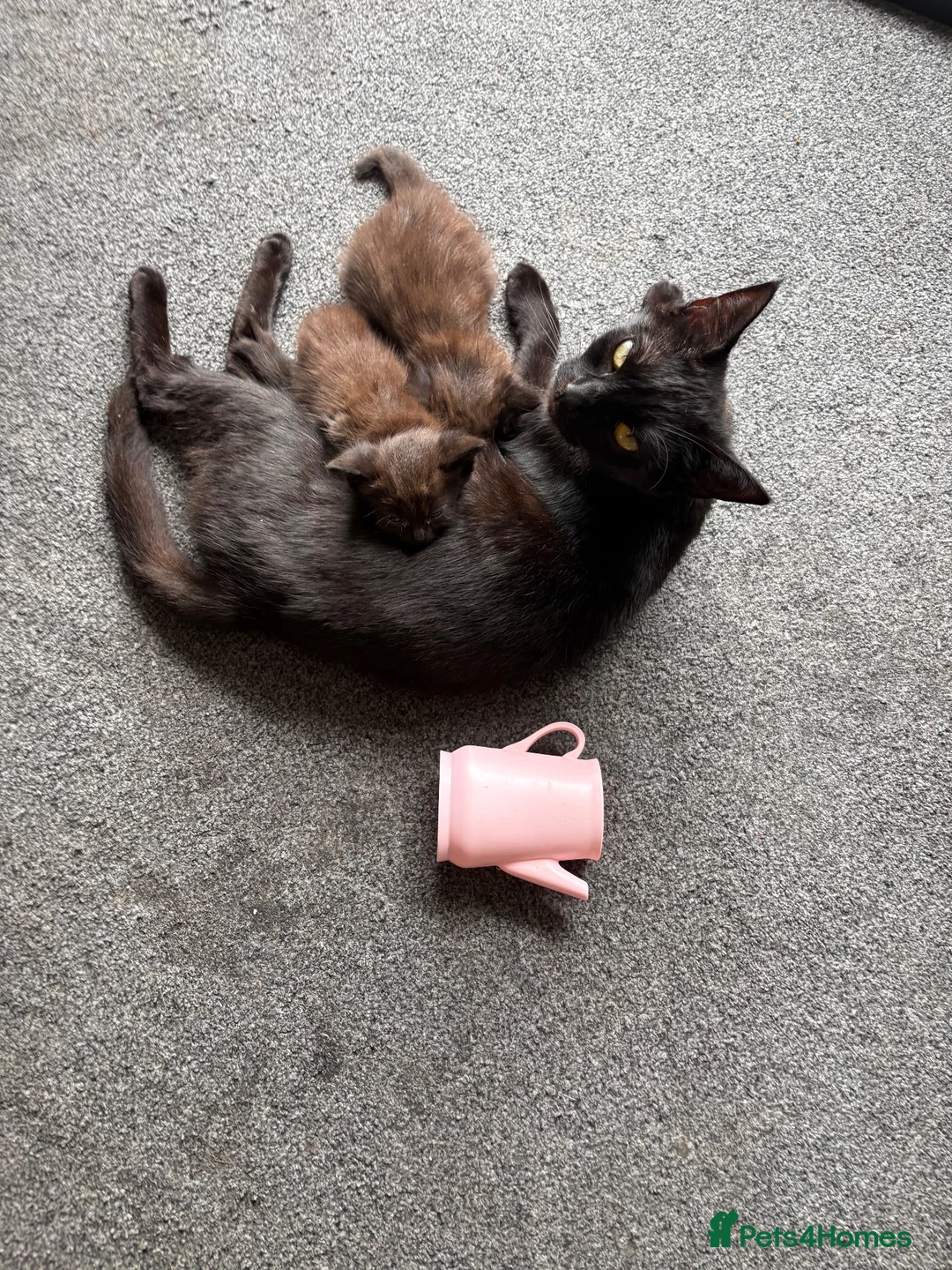Mixed Breed cats for sale: One fluffy girl - Advert 5