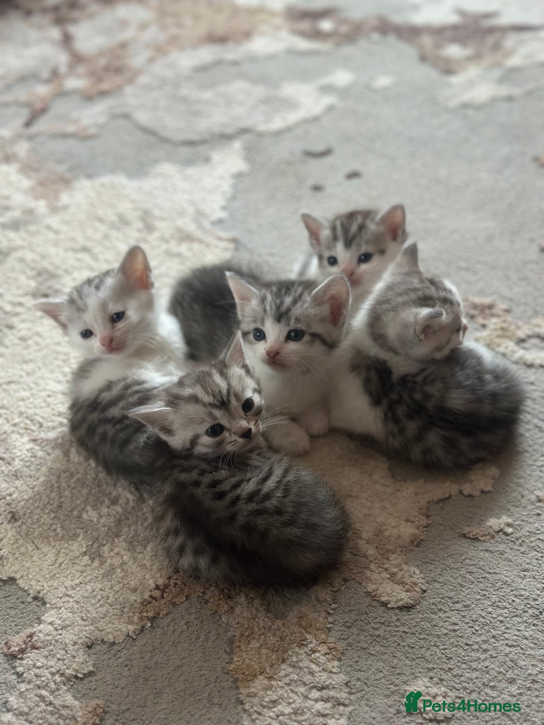 British Longhair cats for sale: Cross breed kittens  - Image 4