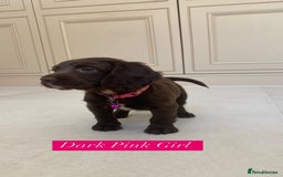 Sprocker dogs for sale: Last 2 girls available chocolate Sprockers - Image 3