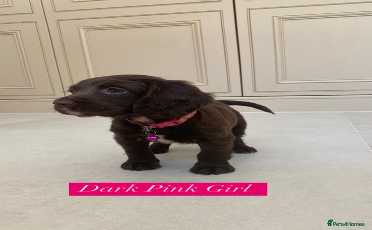 Sprocker dogs - Advert 2