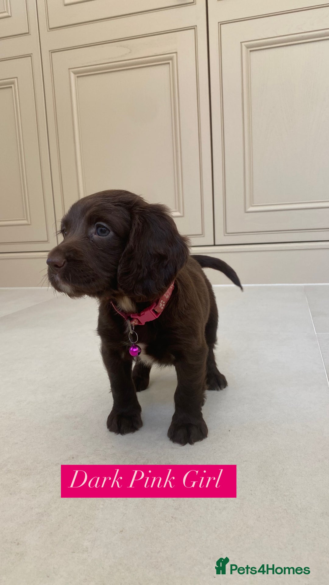 Sprocker dogs for sale: Last 2 girls available chocolate Sprockers - Image 3