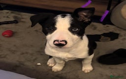 Border Collie dogs for sale: 11 Month Old Border Collie - Image 2
