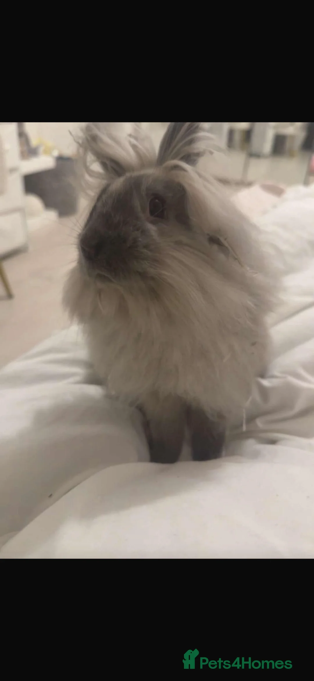 Mixed Breed rabbits for sale: Simba Lionhead cross lop - Advert 2