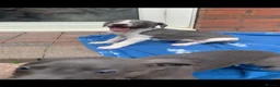 Whippet dogs for sale: Blue Kennel Club Registered Whippet pups - Advert 10