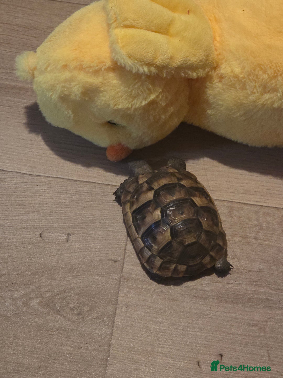 Tortoise reptiles for sale: Spur thighed tortoise  - Advert 3