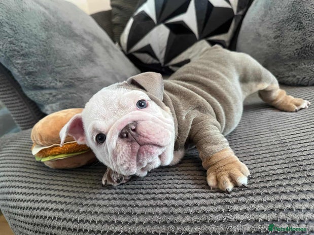 English Bulldog dogs English Bulldog puppies - Advert 6