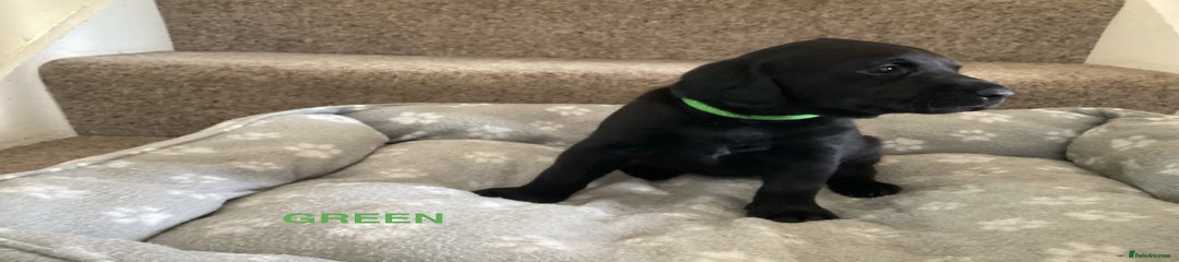 Labrador Retriever Green