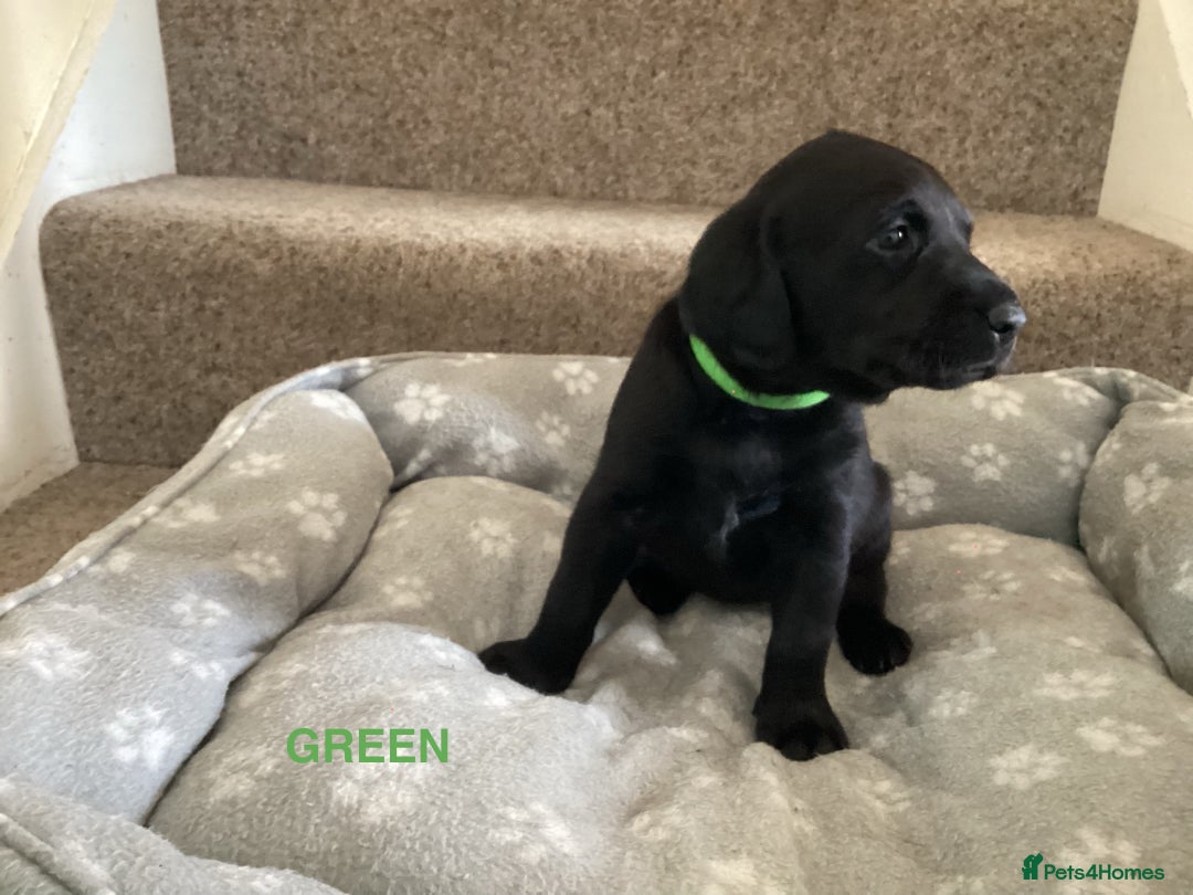 Labrador Retriever dogs for sale: KC Black Labrador Puppies - Image 12