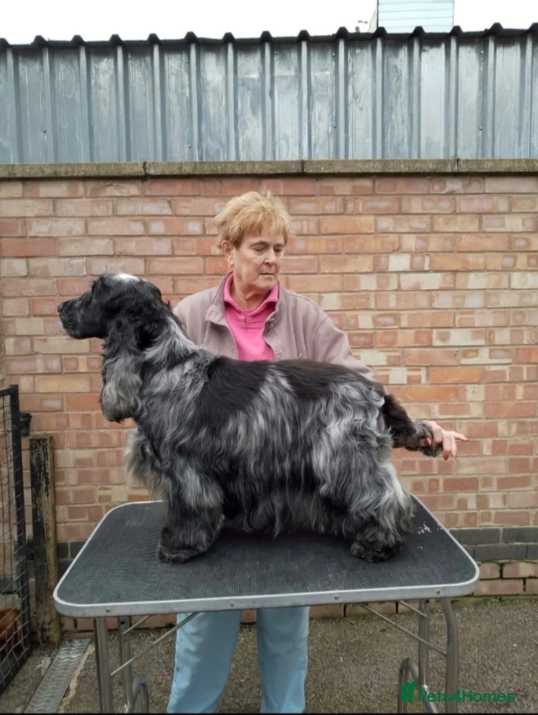 Cocker Spaniel dogs for sale: Show Cocker Spaniel puppies - Advert 5