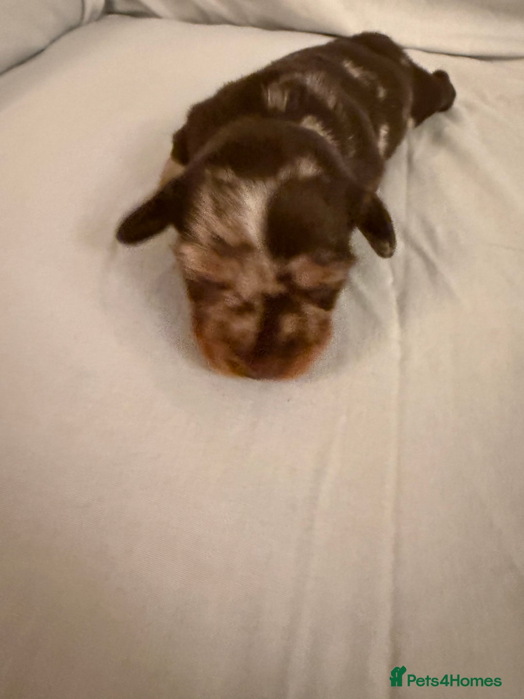 Dachshund dogs for sale: Miniature Dachshund puppies for sale - Advert 30