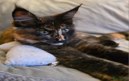 Maine Coon cats for sale: ❤️ Stunning ❤️ GCCF Registered Maine Coon Kittens - Image 12