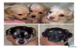 Chiweenie dogs for sale: Gorgeous Mini Dachshund X Puppies🐾 - Advert 6