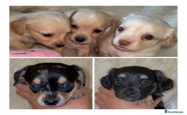 Chiweenie dogs - Advert 4