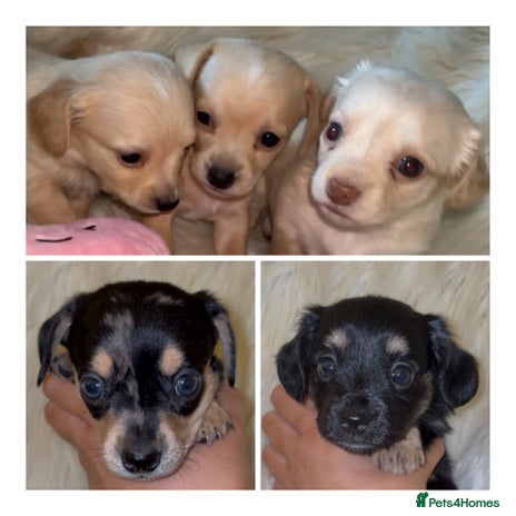 Chiweenie dogs - Advert 4