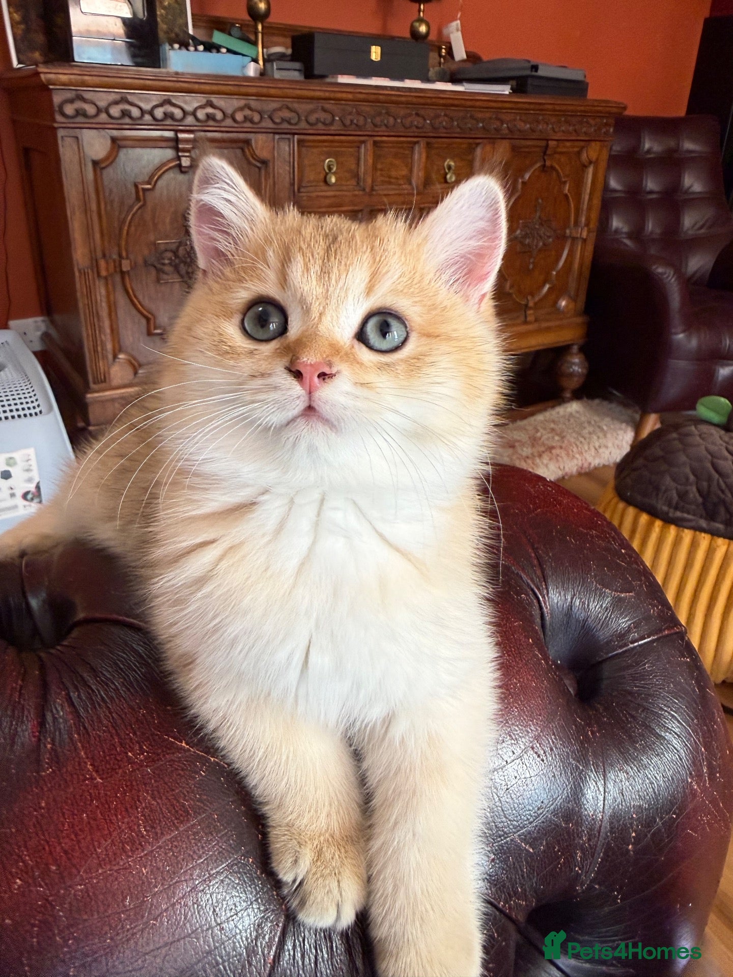British Shorthair cats Show quality golden kittens ready 15/10 - Advert 1