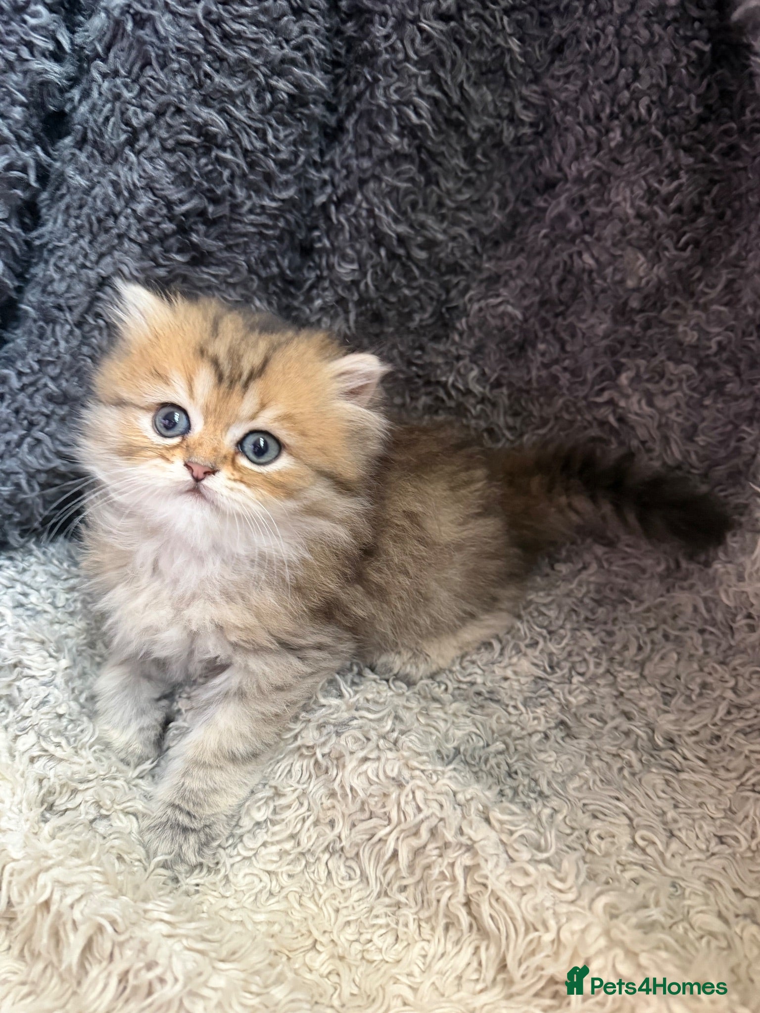Persian cats Stunning Golden Shaded Persian Kitten🌟Teddy Bear - Advert 3