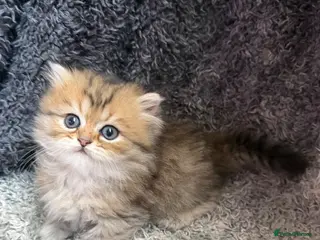 Persian cats Stunning Golden Shaded Persian Kitten🌟Teddy Bear - Advert 1