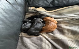 Cocker Spaniel dogs for sale: Cocker Spaniel pups for sale - Image 5