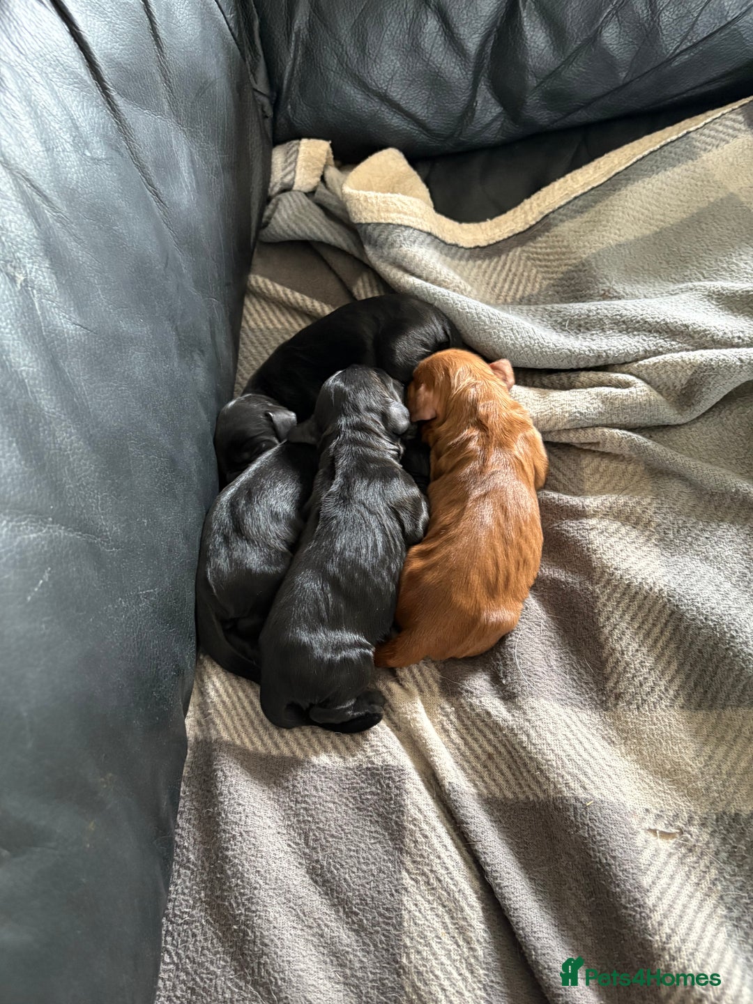 Cocker Spaniel dogs for sale: Cocker Spaniel pups for sale - Image 5