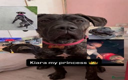 Cane Corso dogs for sale: Cane Corso just had her first litter of babies!!  - Image 6