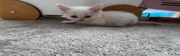 Maine Coon cats for sale: 4 LEFT! Stunning main coon x ragdoll kittens  - Advert 11