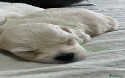 Bichon Frise dogs for sale: Beautiful Puppies Looking for Their Forever Homes! - Image 10