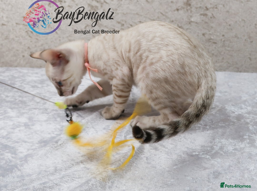 Bengal cats for sale: Champion line Superb Bengal Kittens  - Image 34