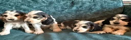 Cocker Spaniel dogs for sale: Amazing 5 Star KC Show Cocker Spaniels - Advert 11
