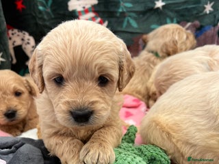 Mini Goldendoodle dogs 🐾STUNNING F1 MINIATURE GOLDEN DOODLES 🐾 - Advert 2