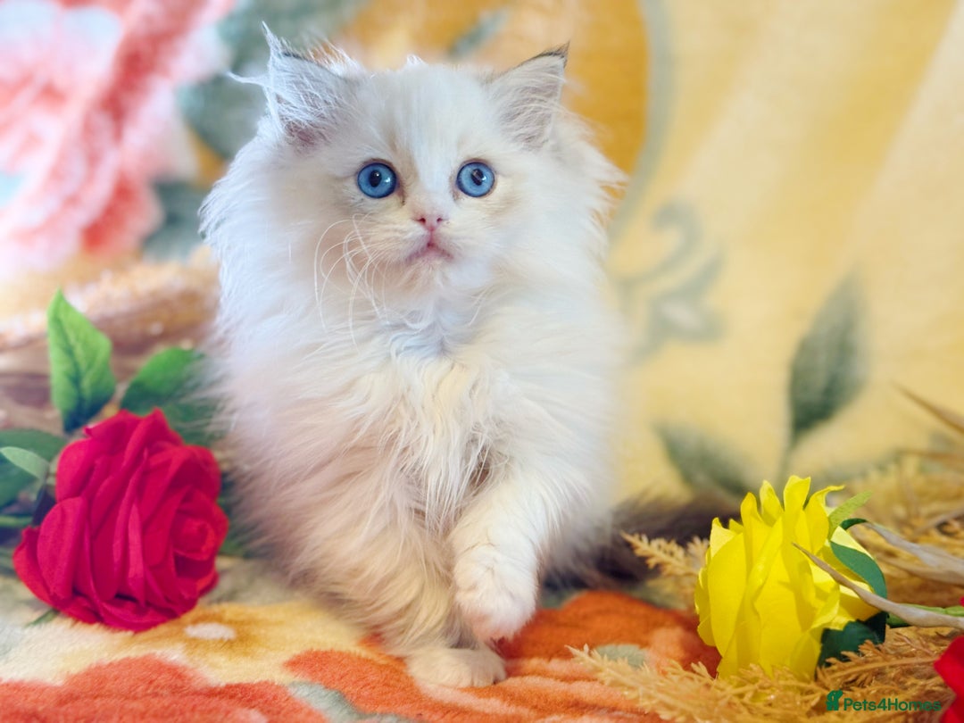 Ragdoll cats for sale: TICA Registered EU famous R bloodline  - Advert 4